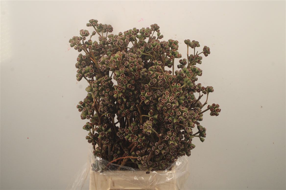 Eucalyptus Bnch Globulus 50cm 400gram