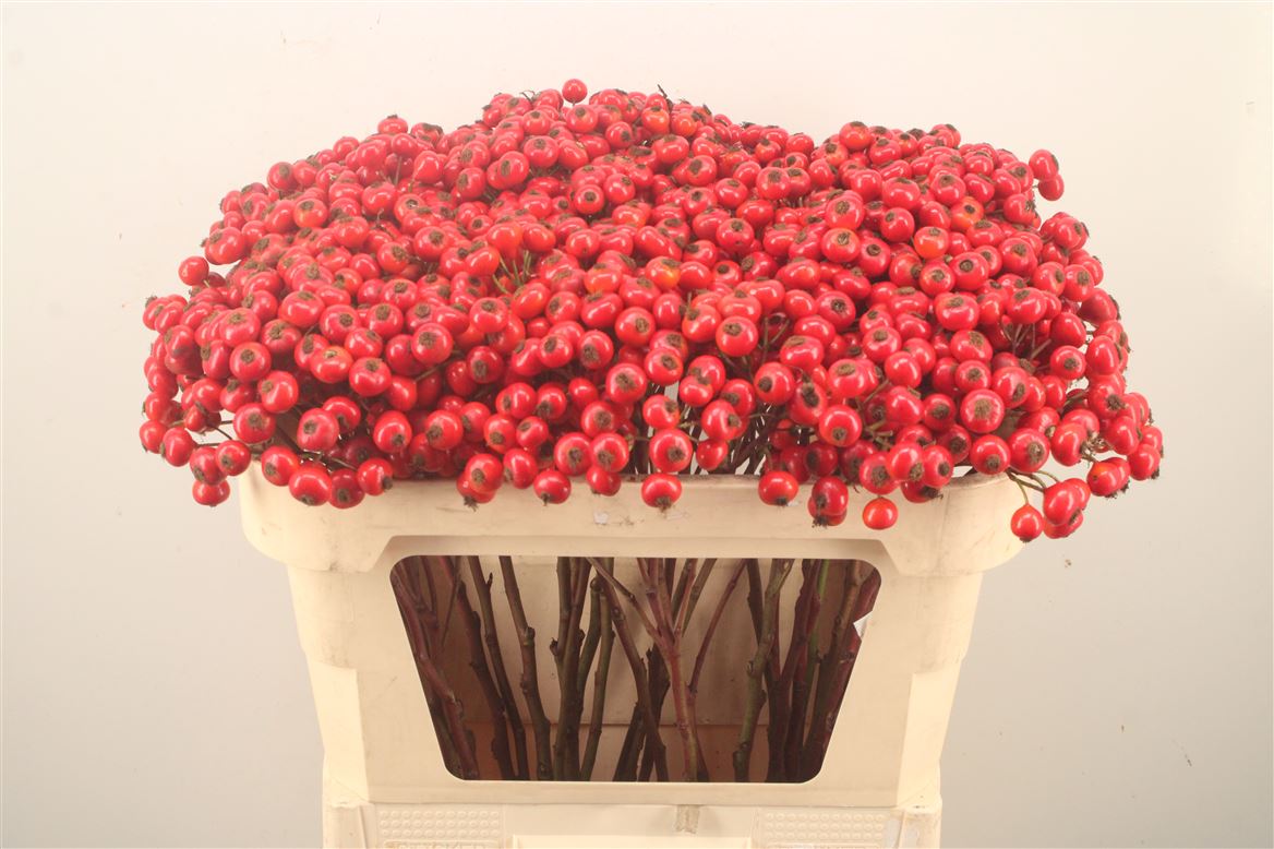 Rosa Red Hooijdonk 2.0 70cm