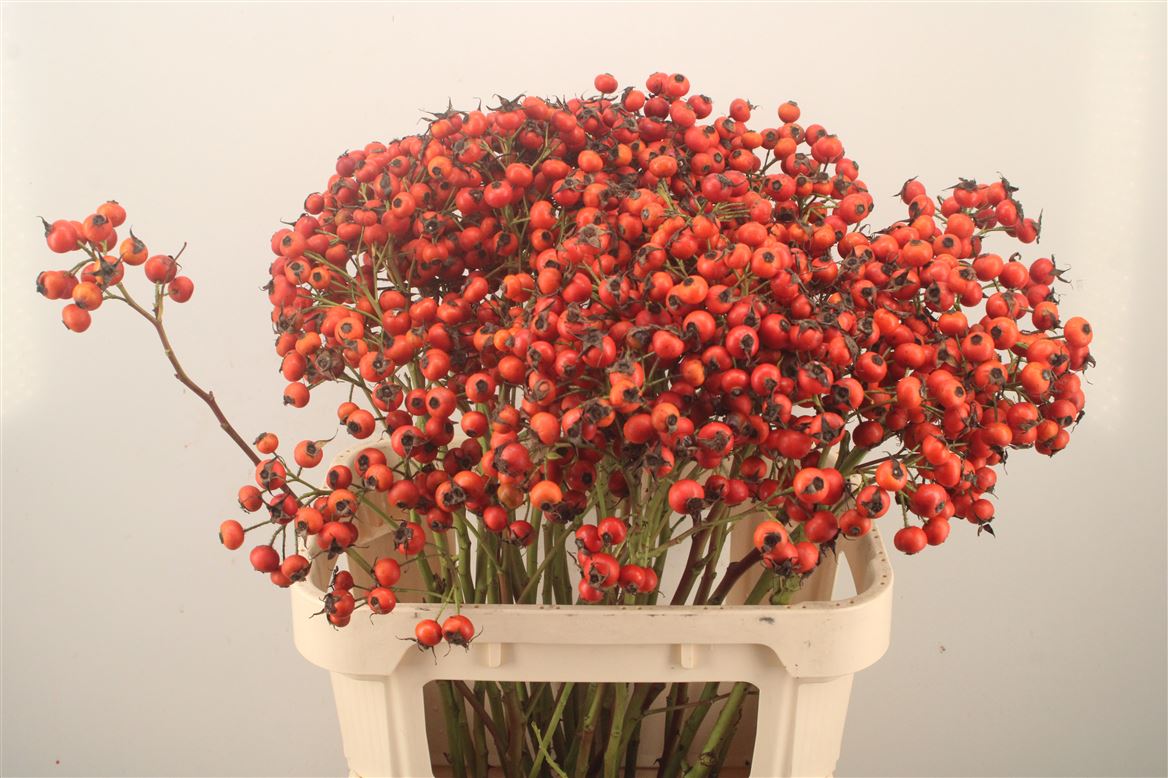 Rosa Mandarin Hiphop 80cm