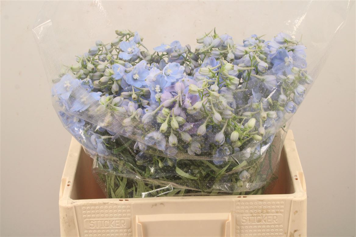 Delphinium Single Ballkleid 50cm