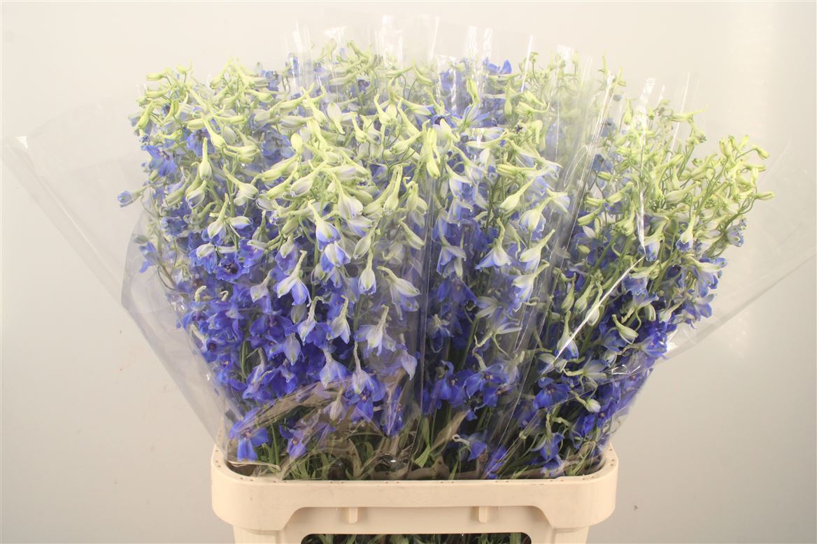 Delphinium Single Volkerfrieden 90cm