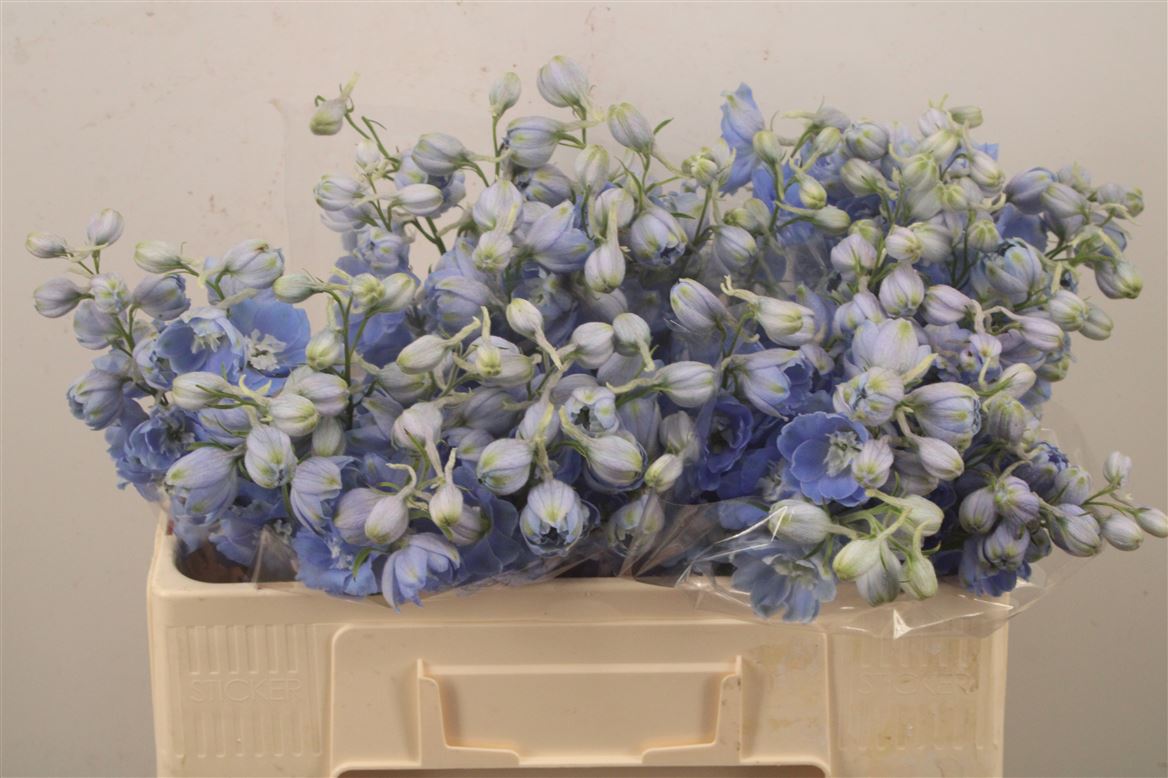 Delphinium Double Dewi Boy 50cm