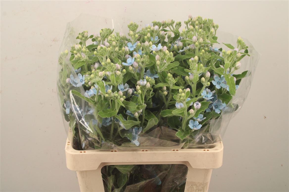 Oxypetalum Tanioka Pure Blue 60cm
