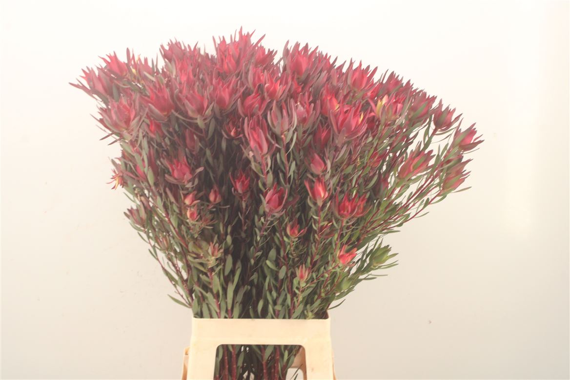 Leucadendron Salignum Blush 80cm Spray