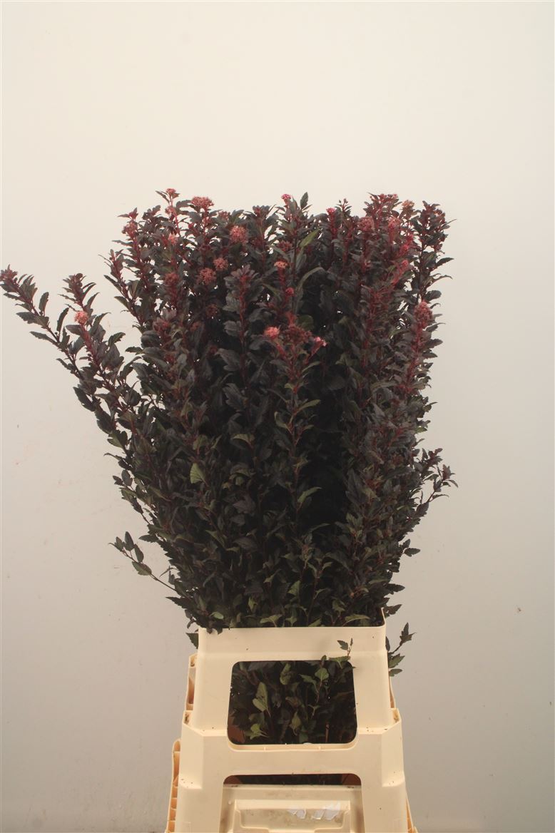 Physocarpus Magical Sweet Cherry 80cm