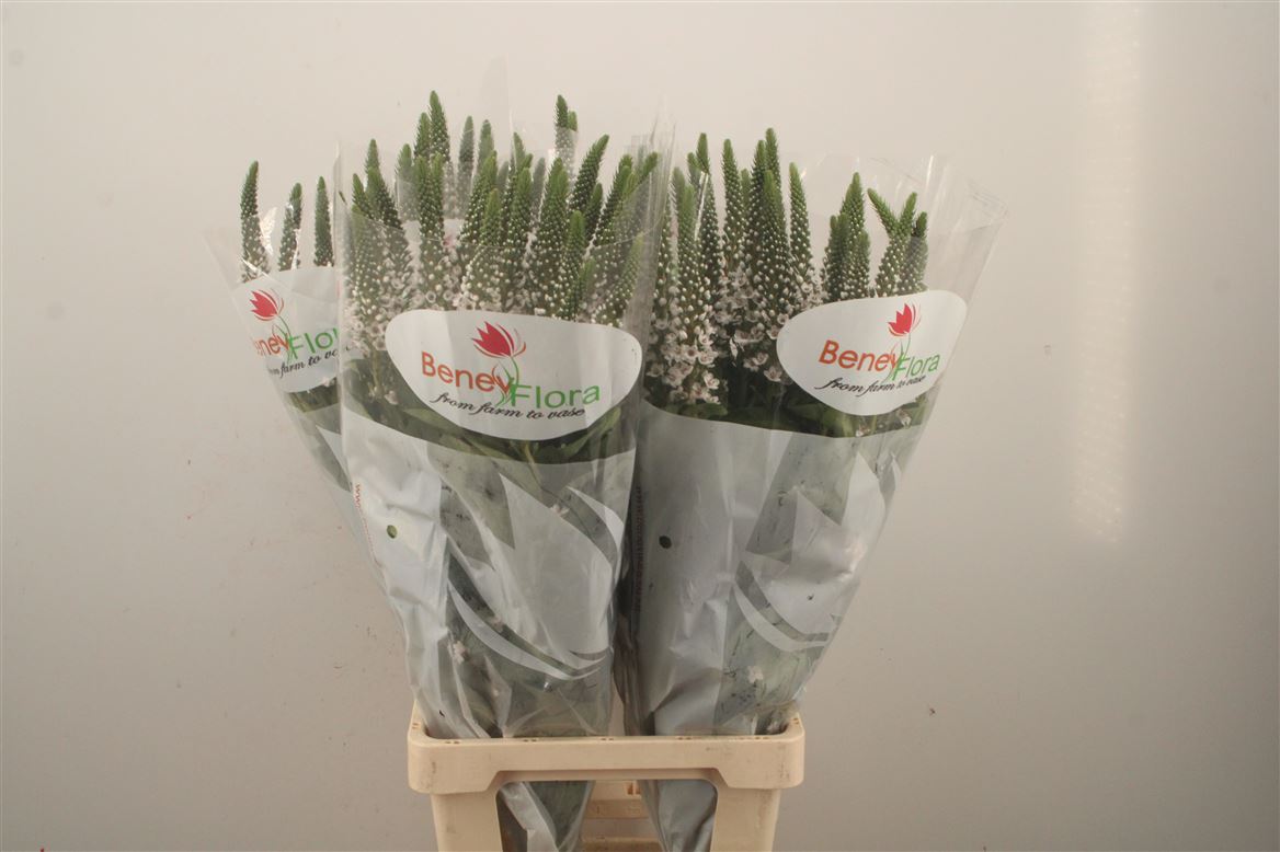 Lysimachia Moonlight 80cm