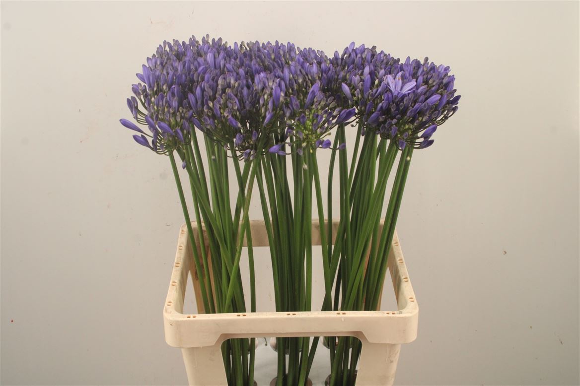 Agapanthus Uri 70cm