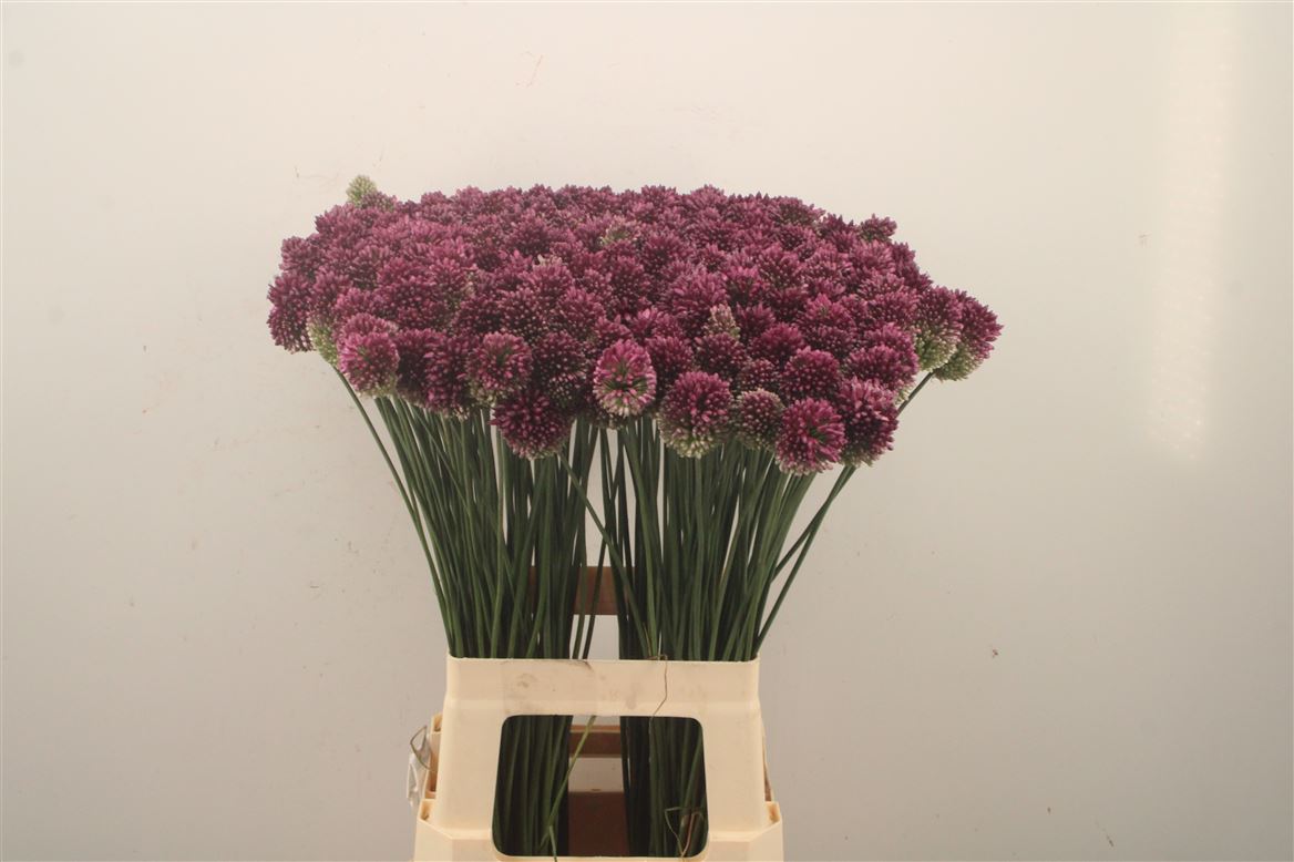 Allium Sphaerocephal 70cm