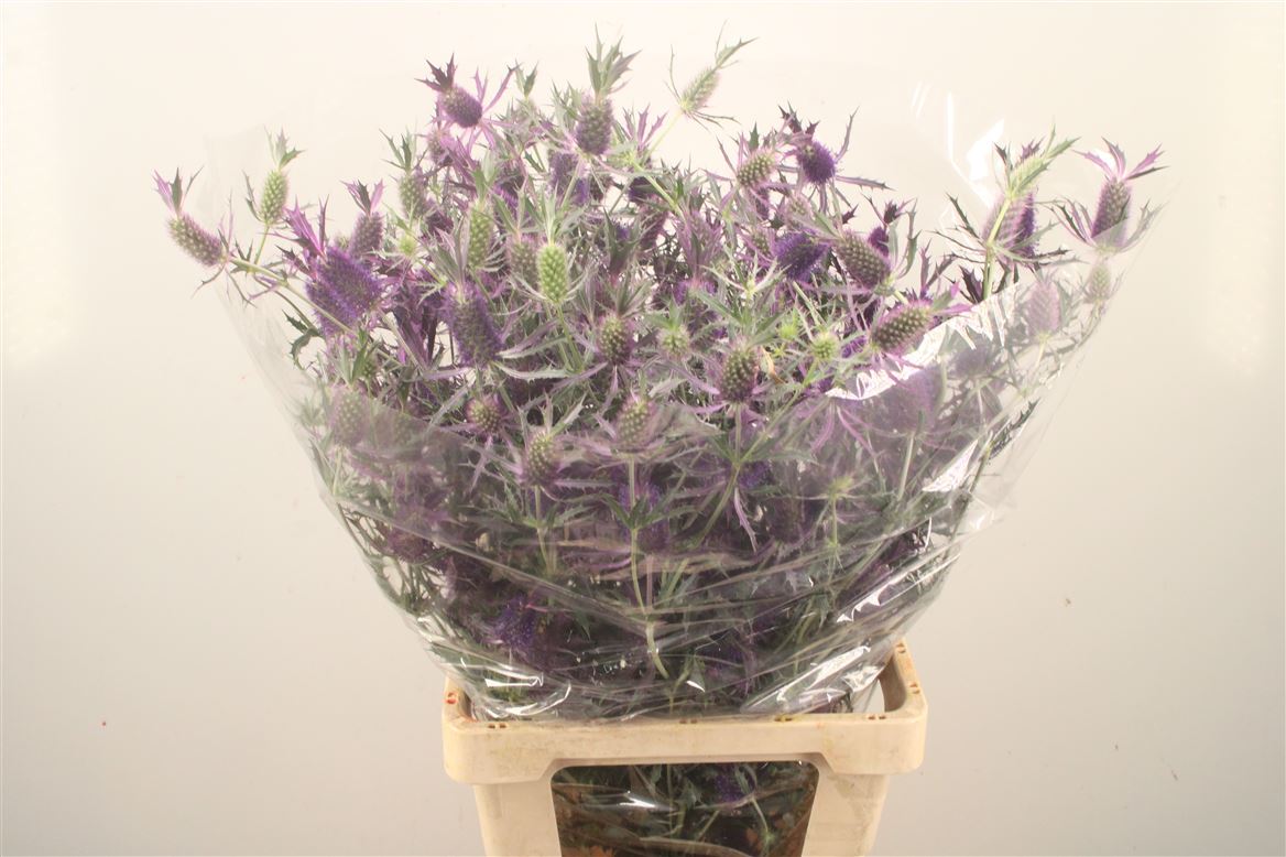 Eryngium 80cm