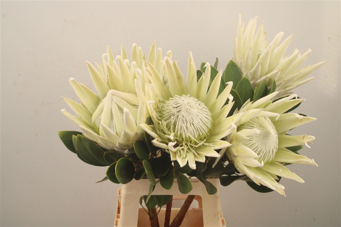 Protea Cynaroides Ayoba Arctic Ice 70cm