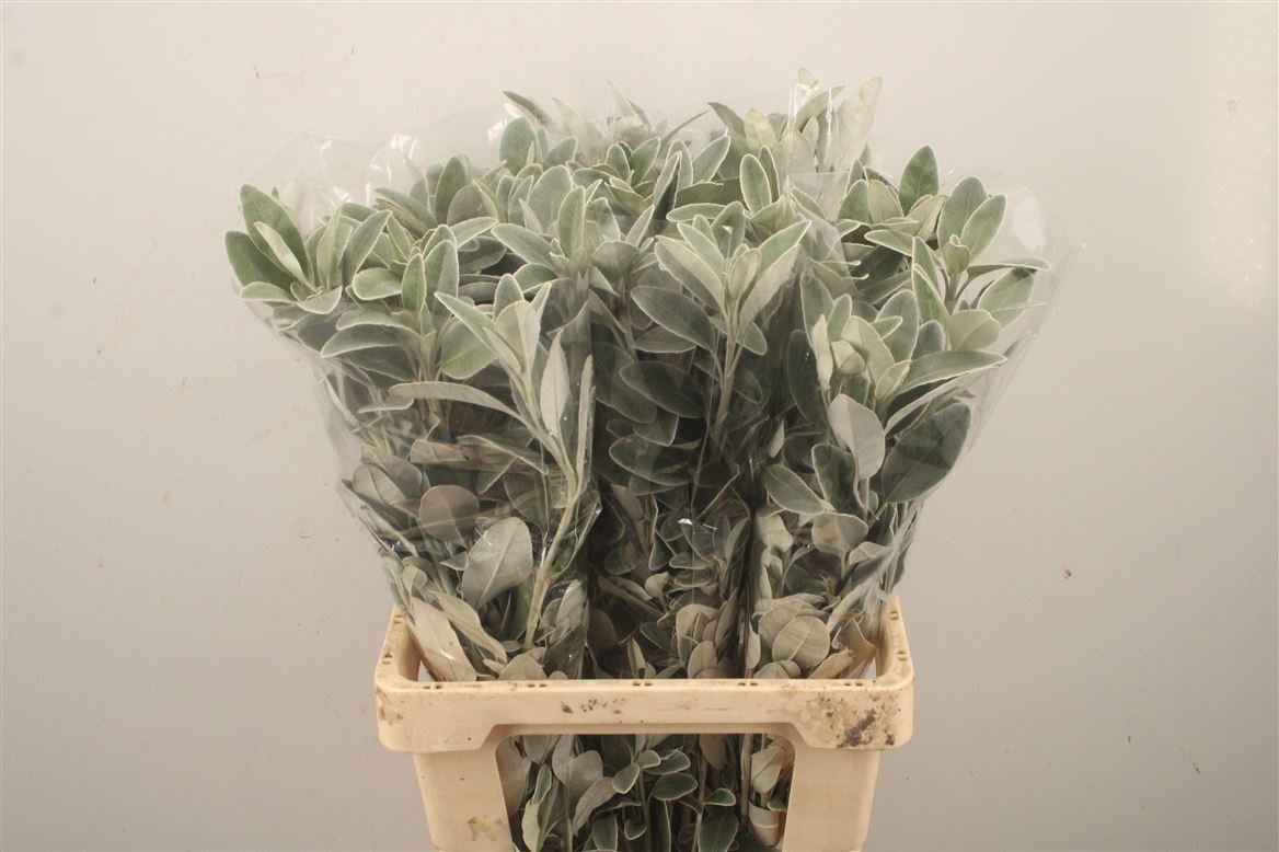 Jacobaea Senecio Maritima Full Moon 65cm