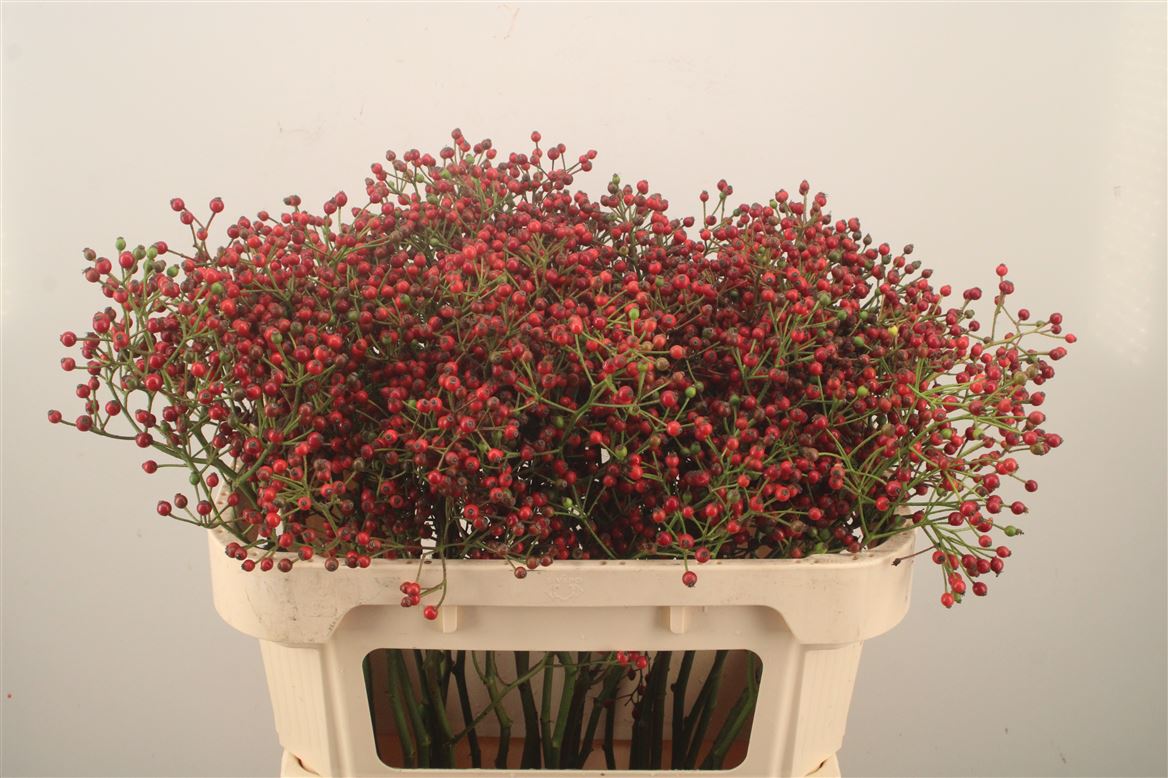 Rosa Autumn Splash 70cm