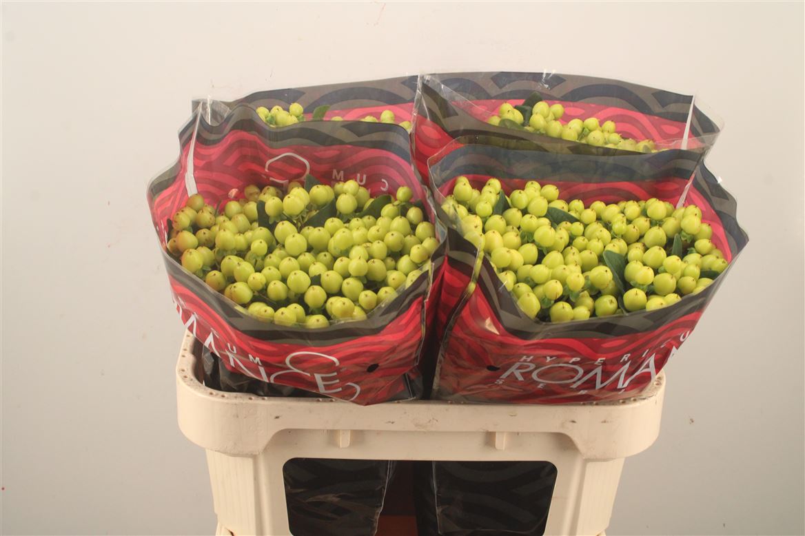 Hypericum Smiley Romance 70cm