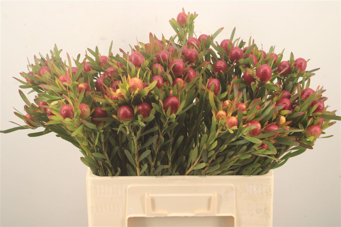 Leucadendron Ayoba Cherry Pearl 60cm Twisted