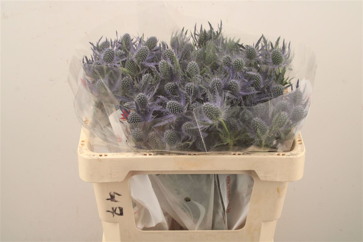 Eryngium Planum Magical Blue Lagoon 50cm