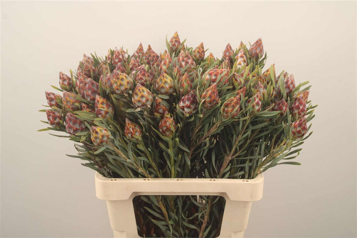 Leucadendron Rubrum 60cm