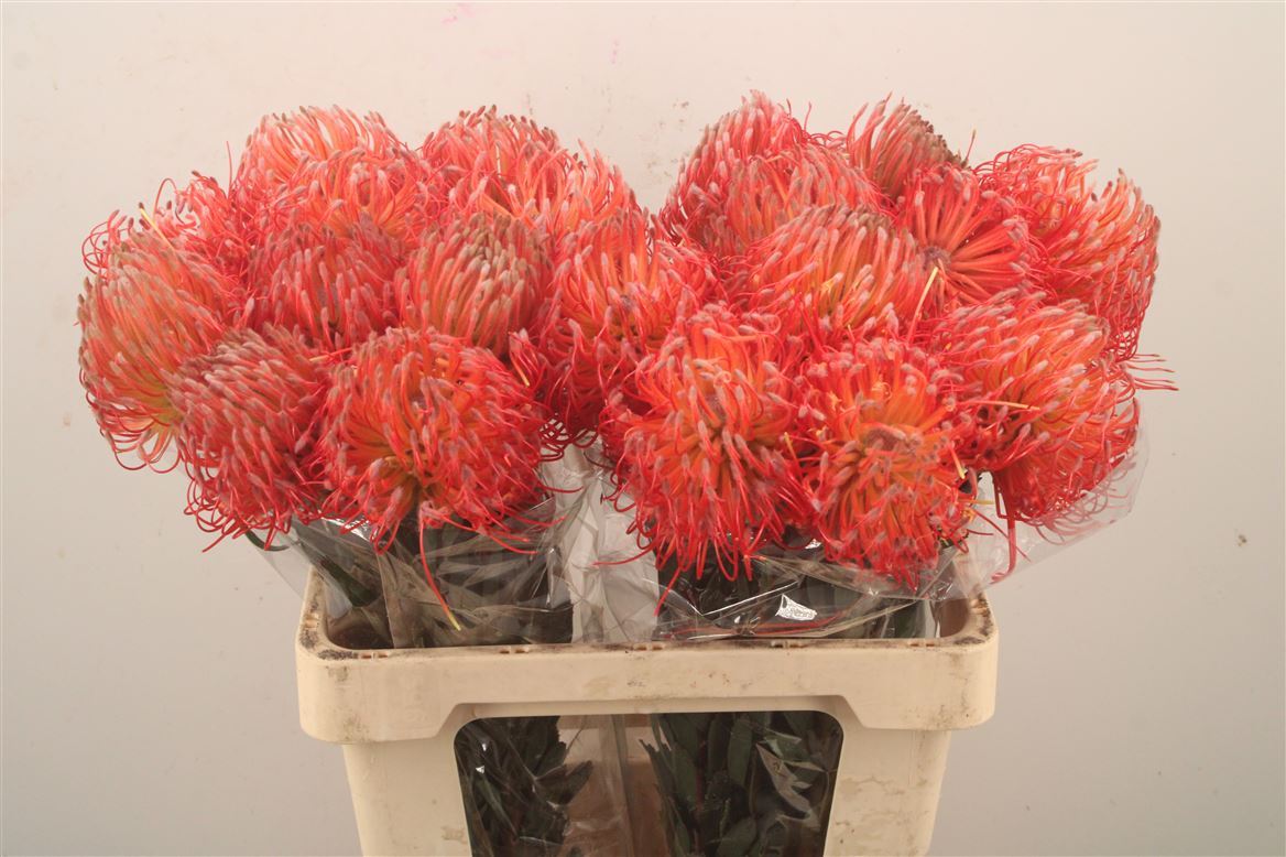 Leucospermum Ito 60cm