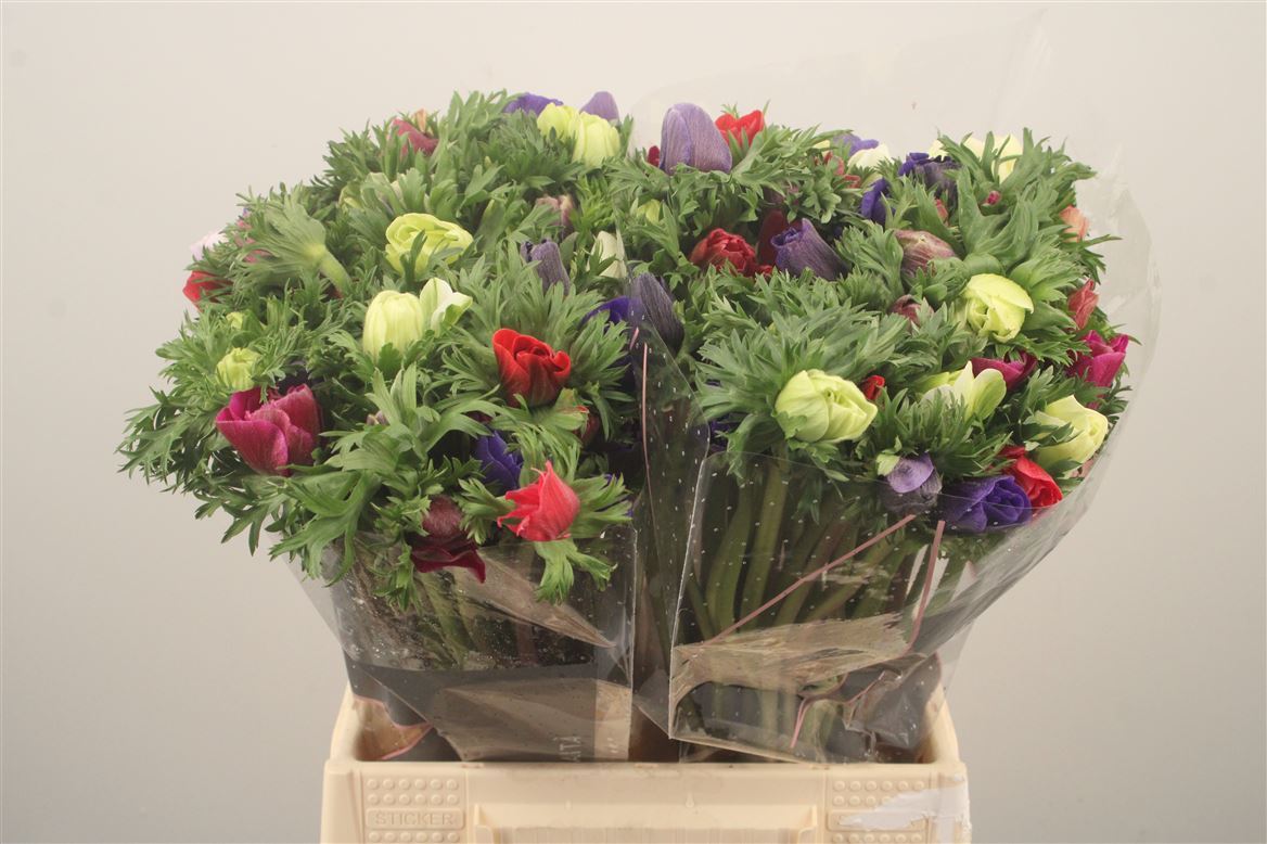 Anemone Mixed Per Bunch 35cm