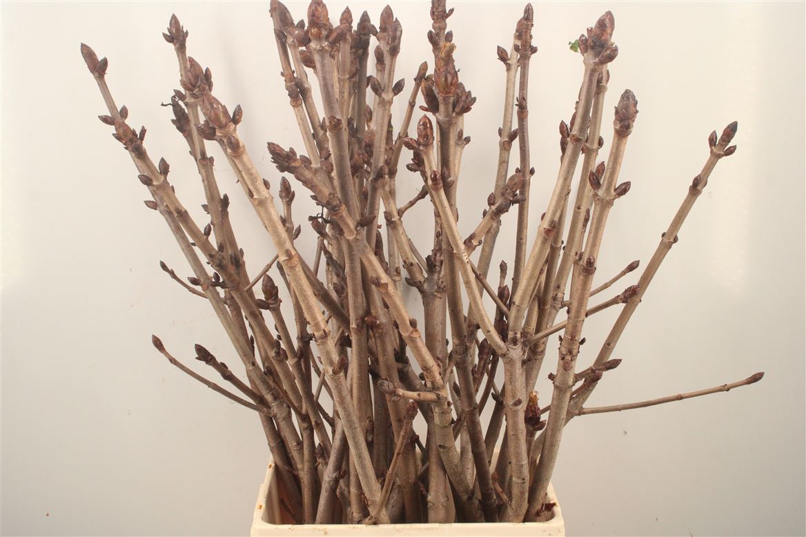 Aesculus Hippocastanum Branche 80cm
