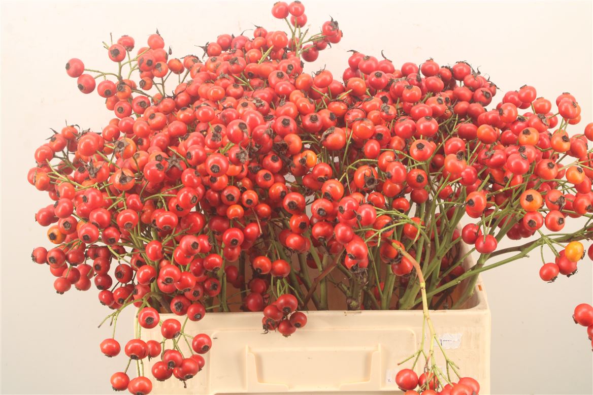 Rosa Mandarin Hiphop 60cm