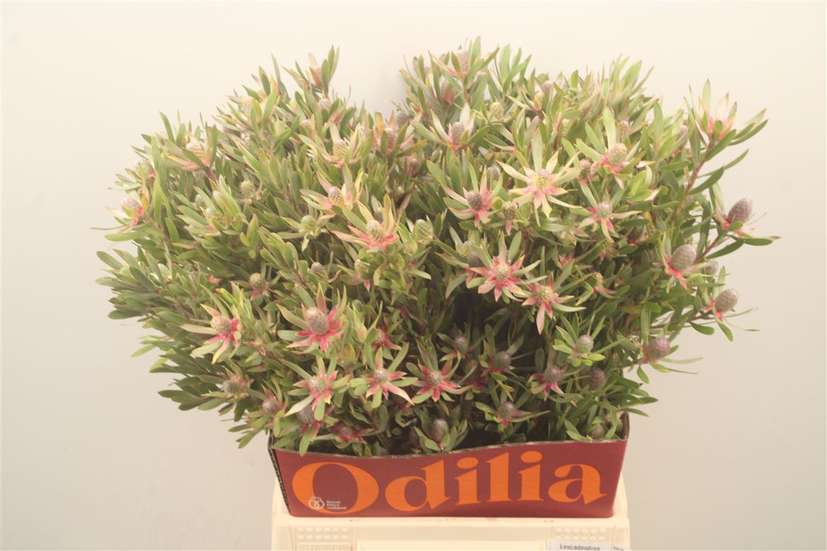 Leucadendron Ayoba Star Pearl 50cm Spray