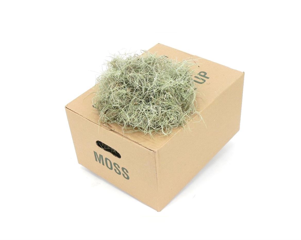 Till Usneoides Super Fine