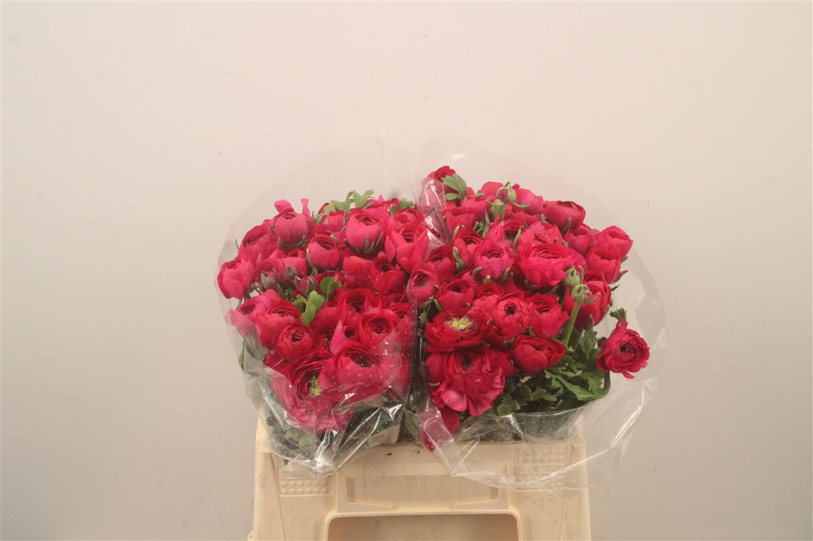 Ranunculus Elegance Hot Pink 35cm