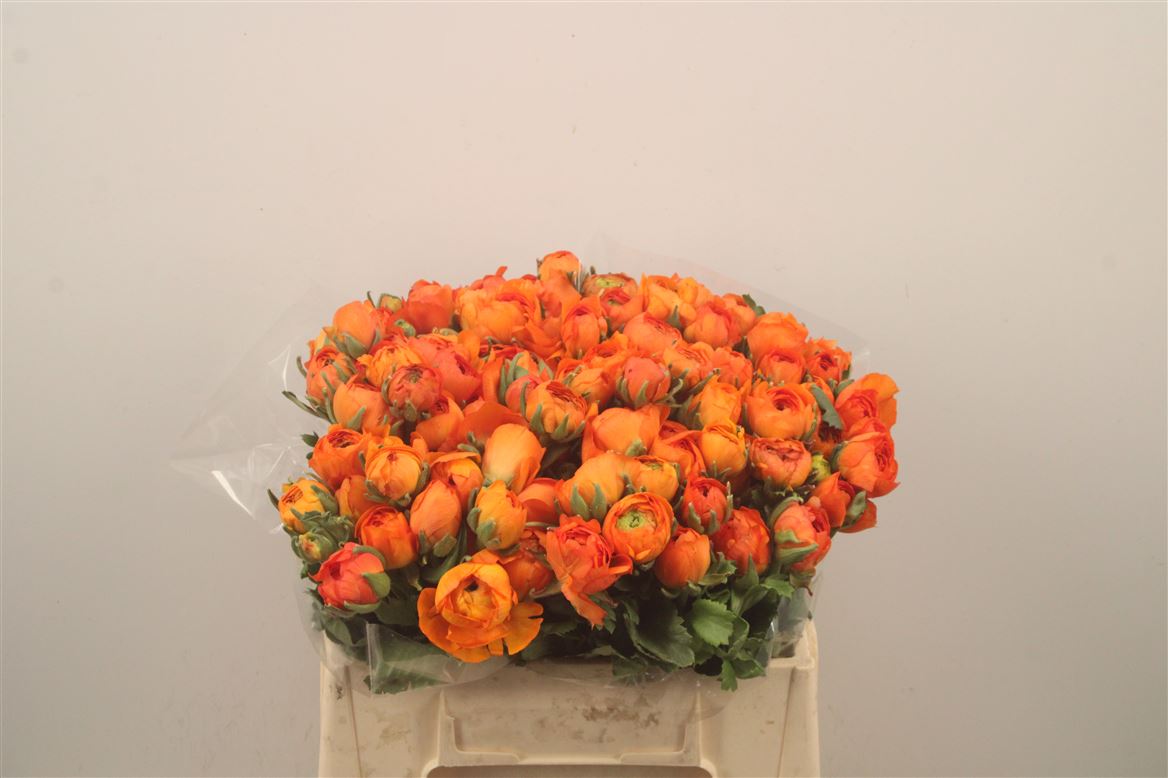 Ranunculus Elegance Orange 35cm