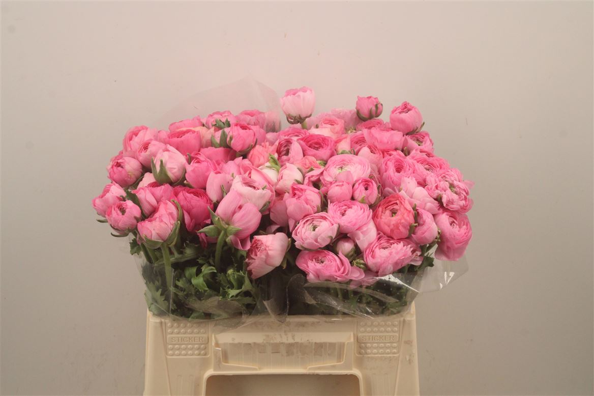 Ranunculus Elegance Pink 35cm