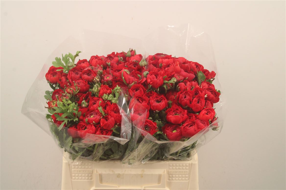 Ranunculus Elegance Red 35cm