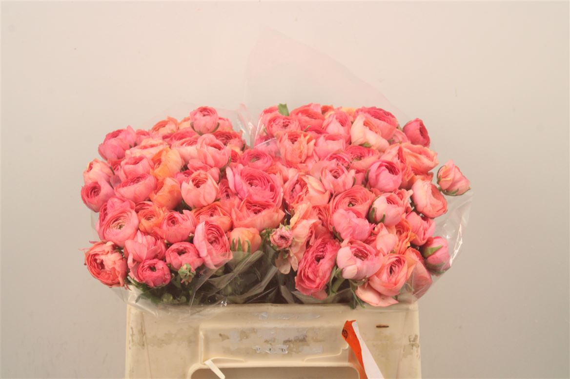 Ranunculus Elegance Orange 35cm
