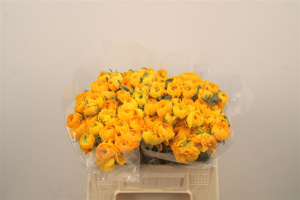 Ranunculus Elegance Yellow 35cm