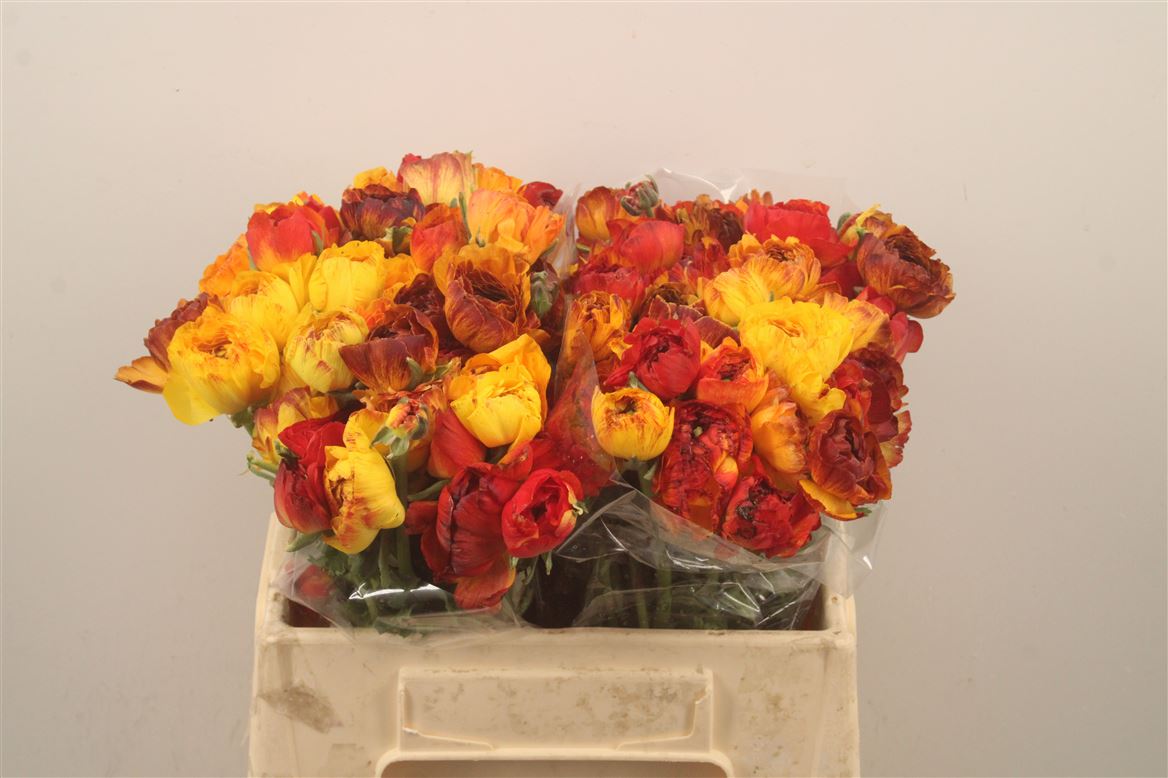 Ranunculus Elegance Yellow 35cm