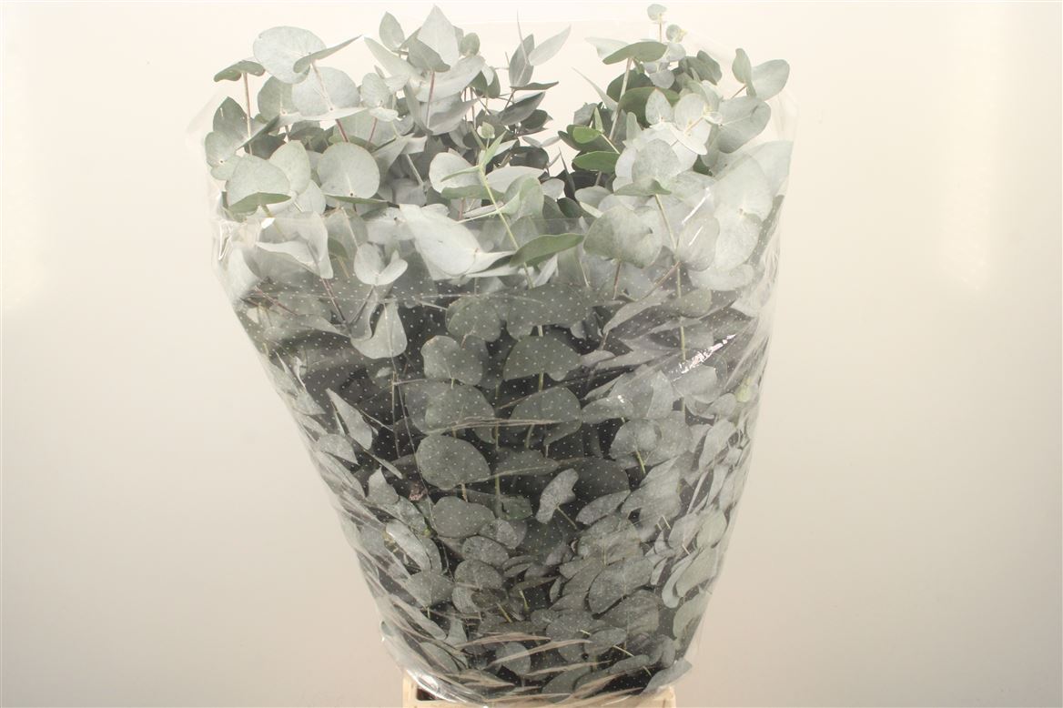 Eucalyptus Cinerea 70cm 300gram