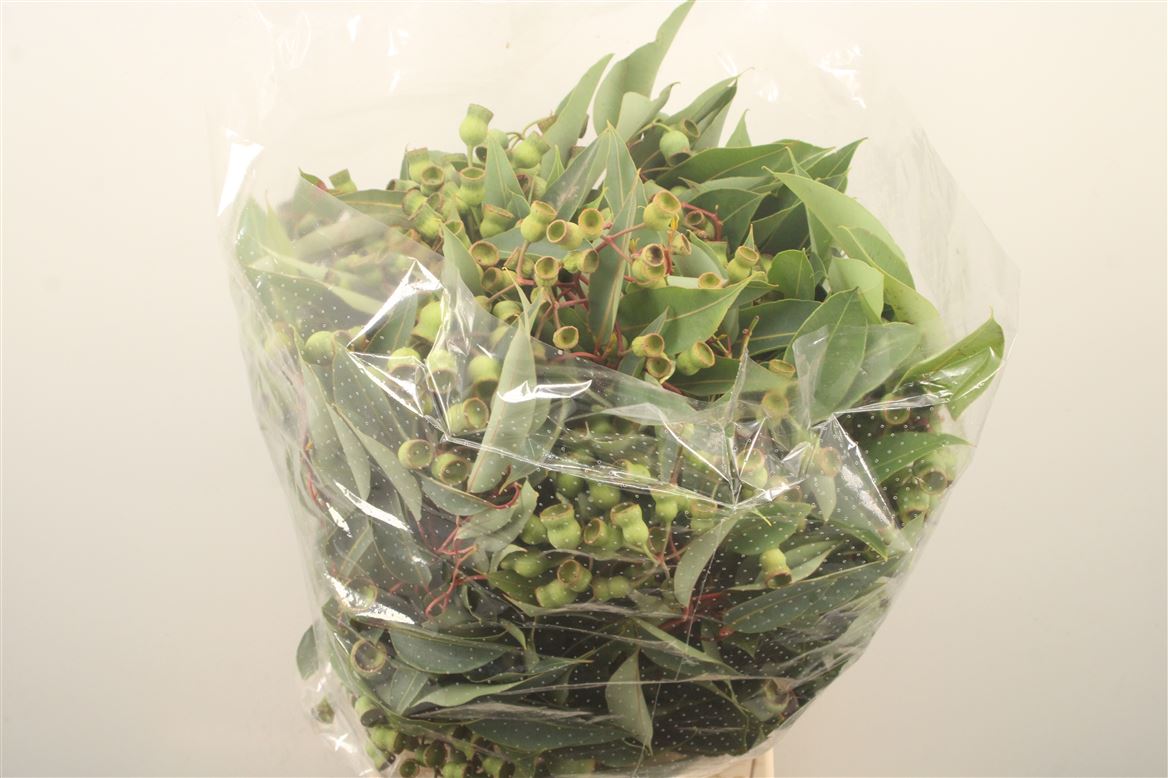 Eucalyptus Bnch Globulus 50cm 500gram