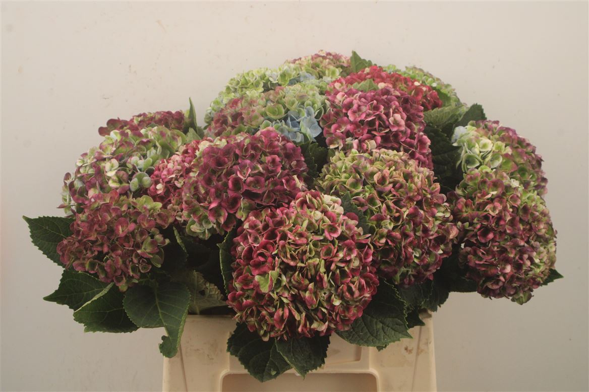 Hydrangea Revolution Classic 40cm 9-11cm Hd