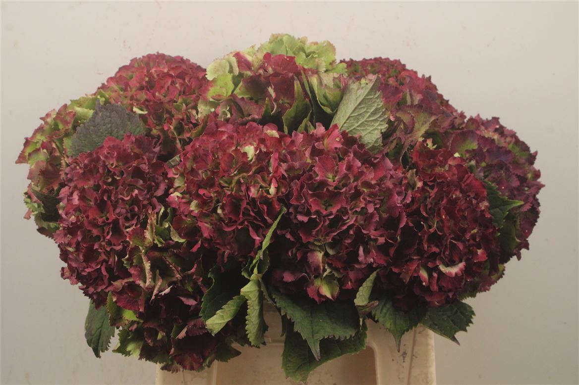 Hydrangea Royal Sunset Classic 40cm 14-16cm Hd