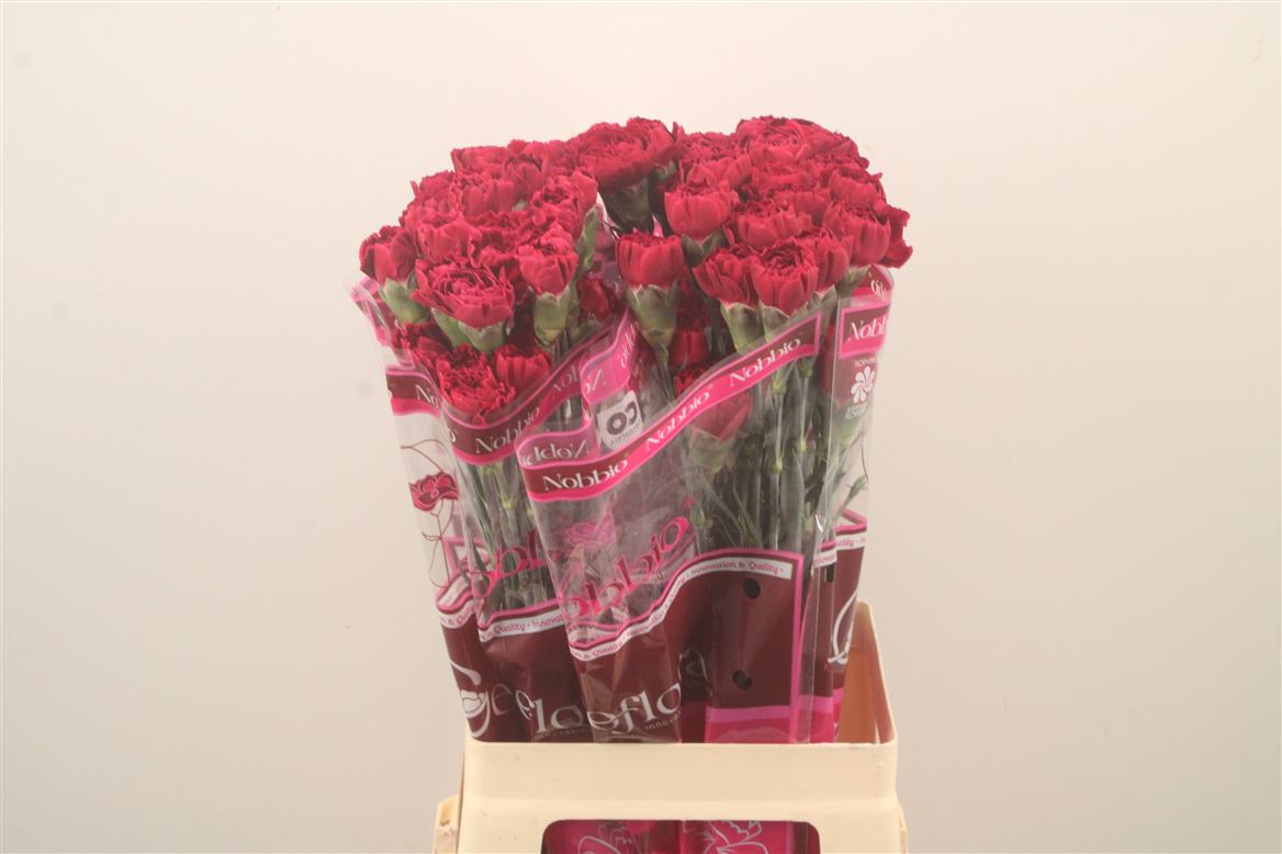 Dianthus Single Nobbio Circus 70cm