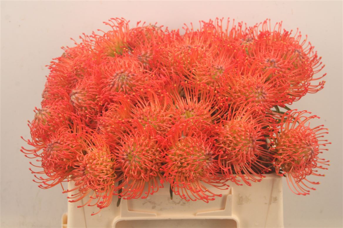 Leucospermum Succession 35cm