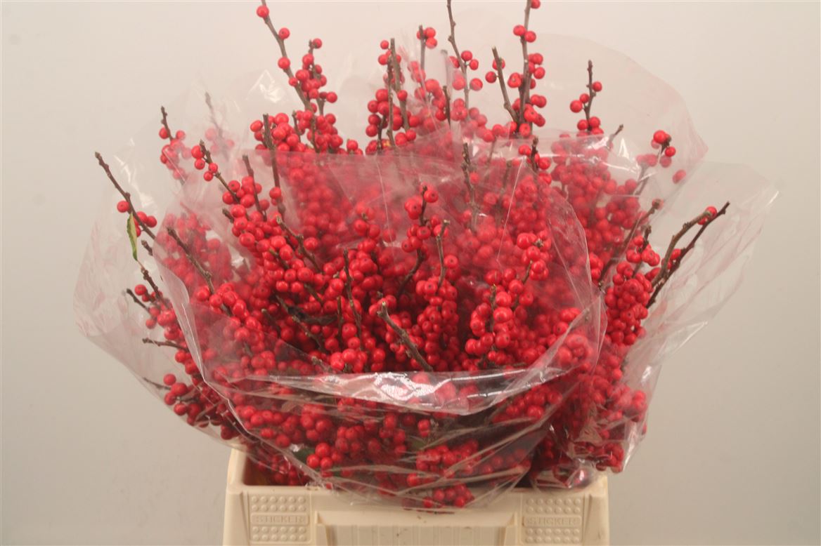 Ilex Verticillata 40cm