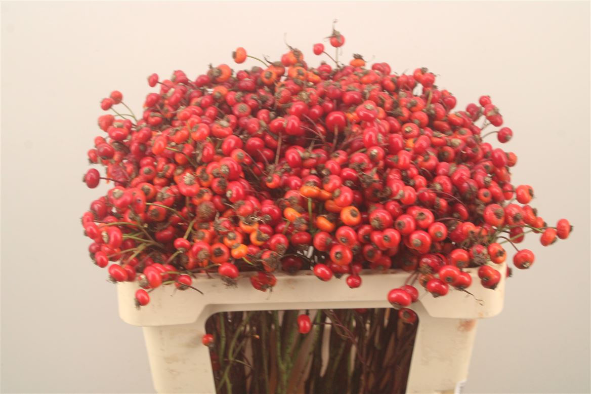Rosa Red Hooijdonk 50cm