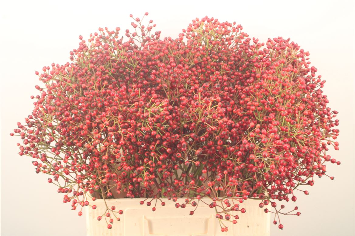 Rosa Plenty 60cm