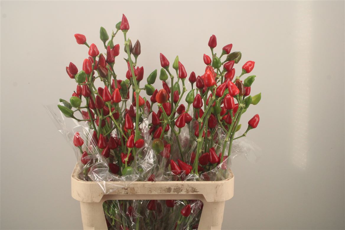 Capsicum Xmas 80cm