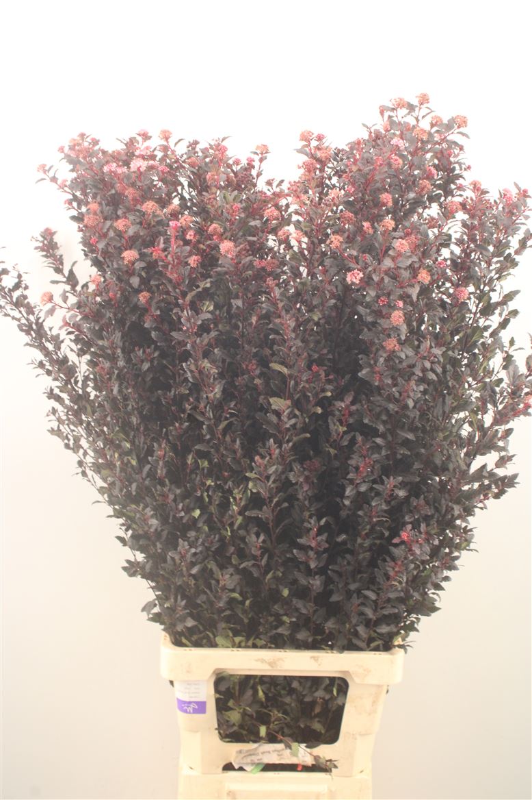 Physocarpus Magical Sweet Cherry 100cm