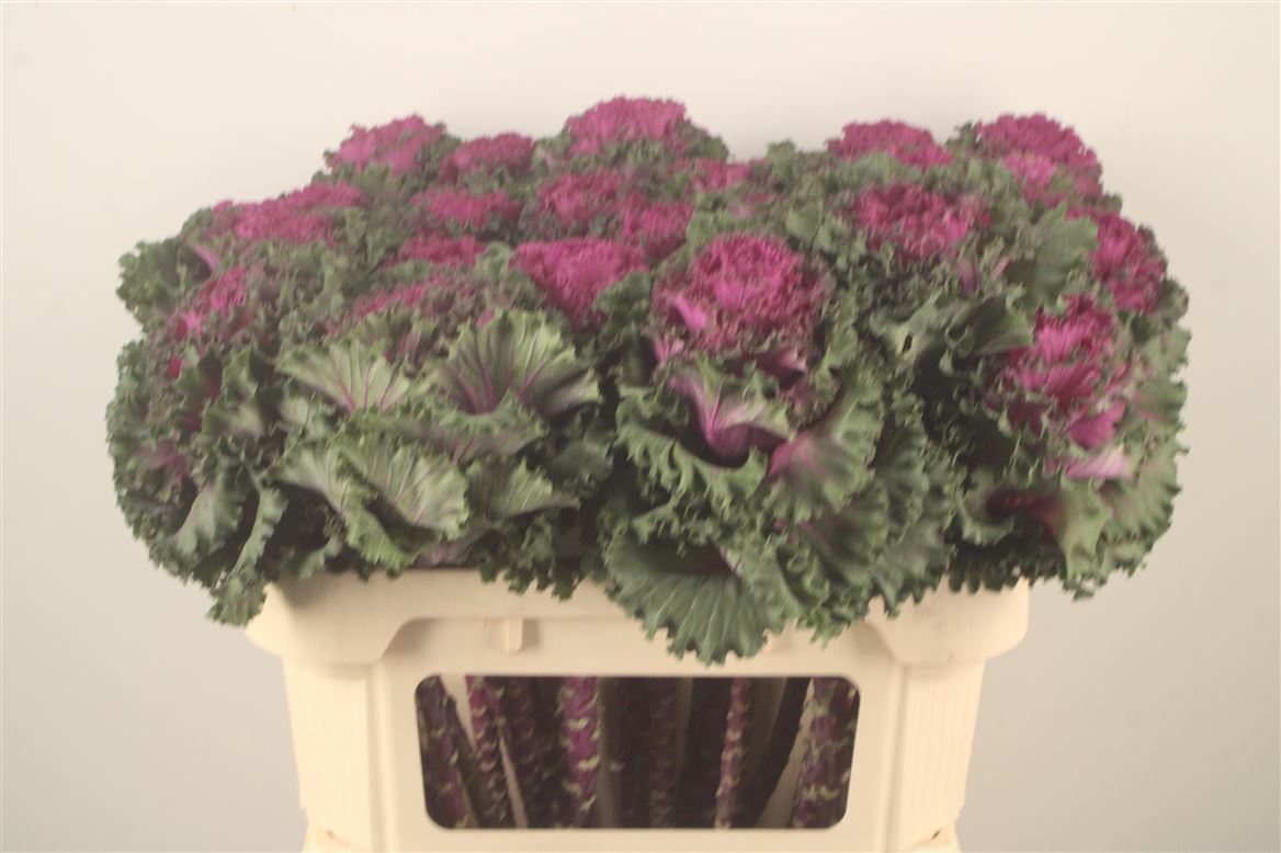 Brassica Crane Ruffle Red 70cm