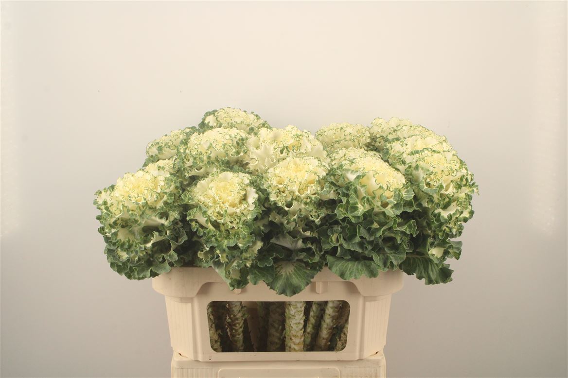 Brassica Crane Ruffle White 70cm