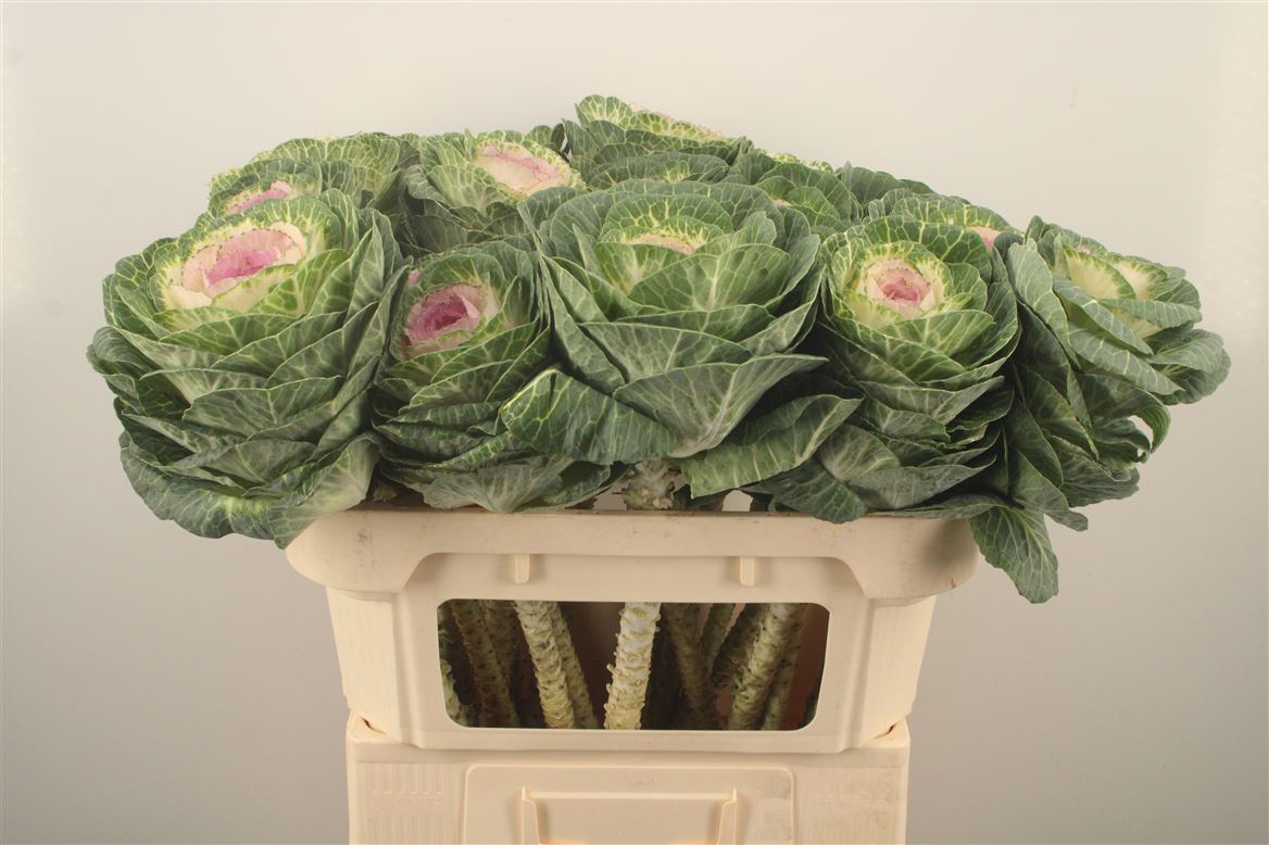 Brassica Crane Bicolour 70cm