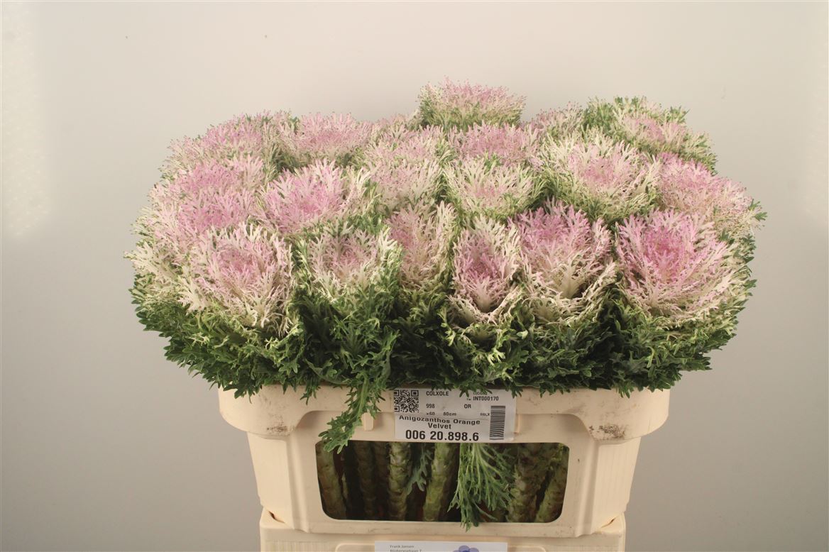 Brassica Crane King 70cm