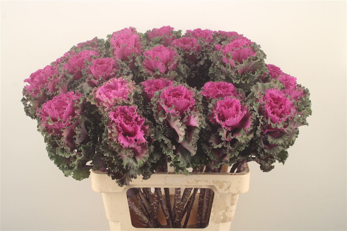 Brassica Crane Ruffle Red 65cm