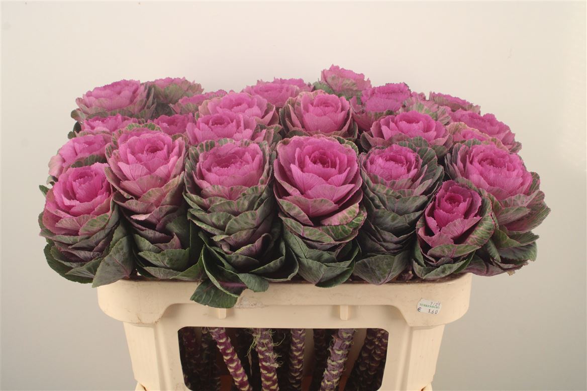 Brassica Condor Red 70cm